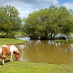 12 Reasons to Visit our New Forest Hotel